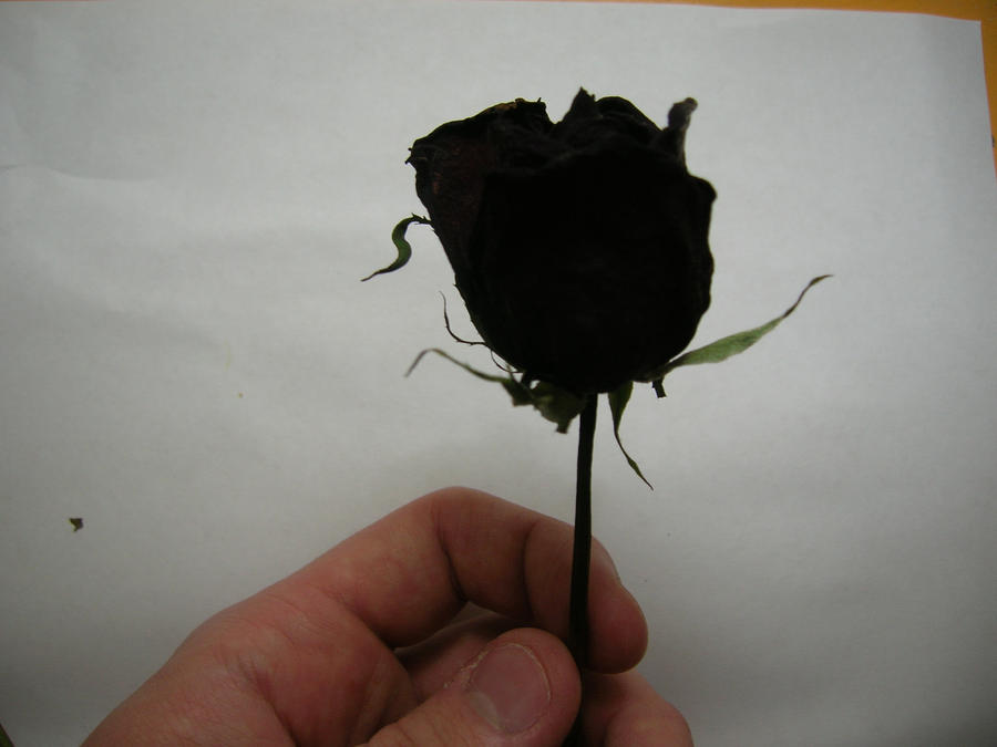 Finished Black Rose