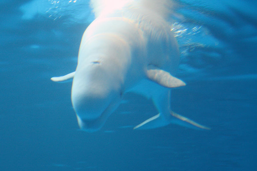 Beluga Diving