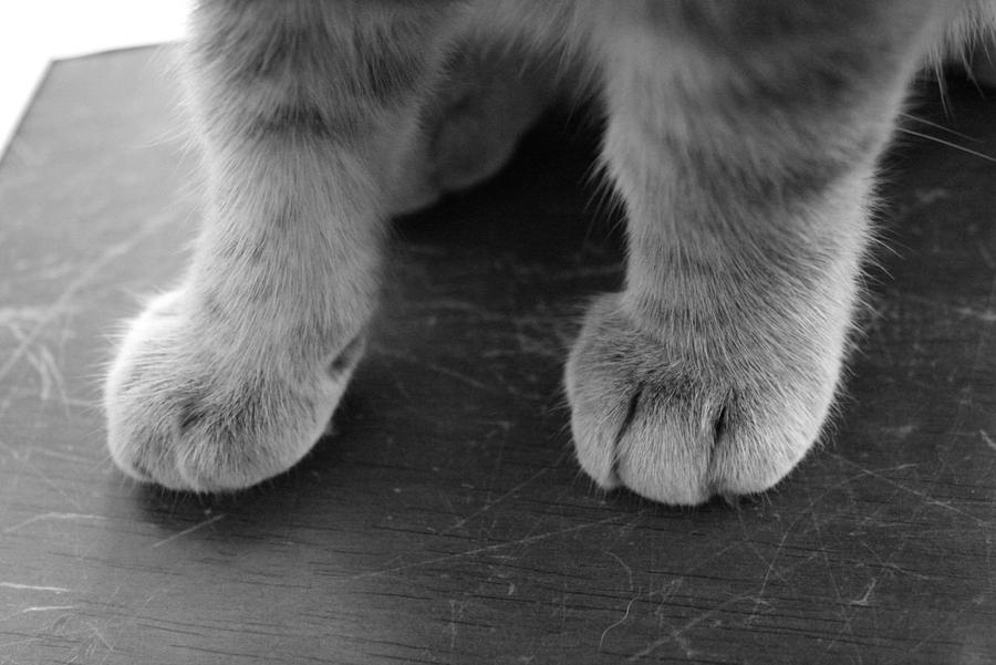 Kitten Paws