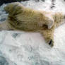 Polar Bear: Dead