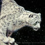 Snow Leopard_9868