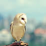 Barn Owl