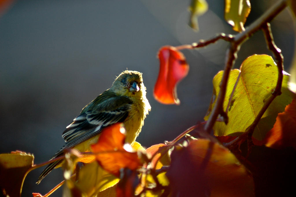 Gold finch