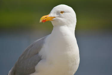 Seagull