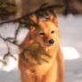 Finnish Spitz