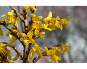 Flower in my garden