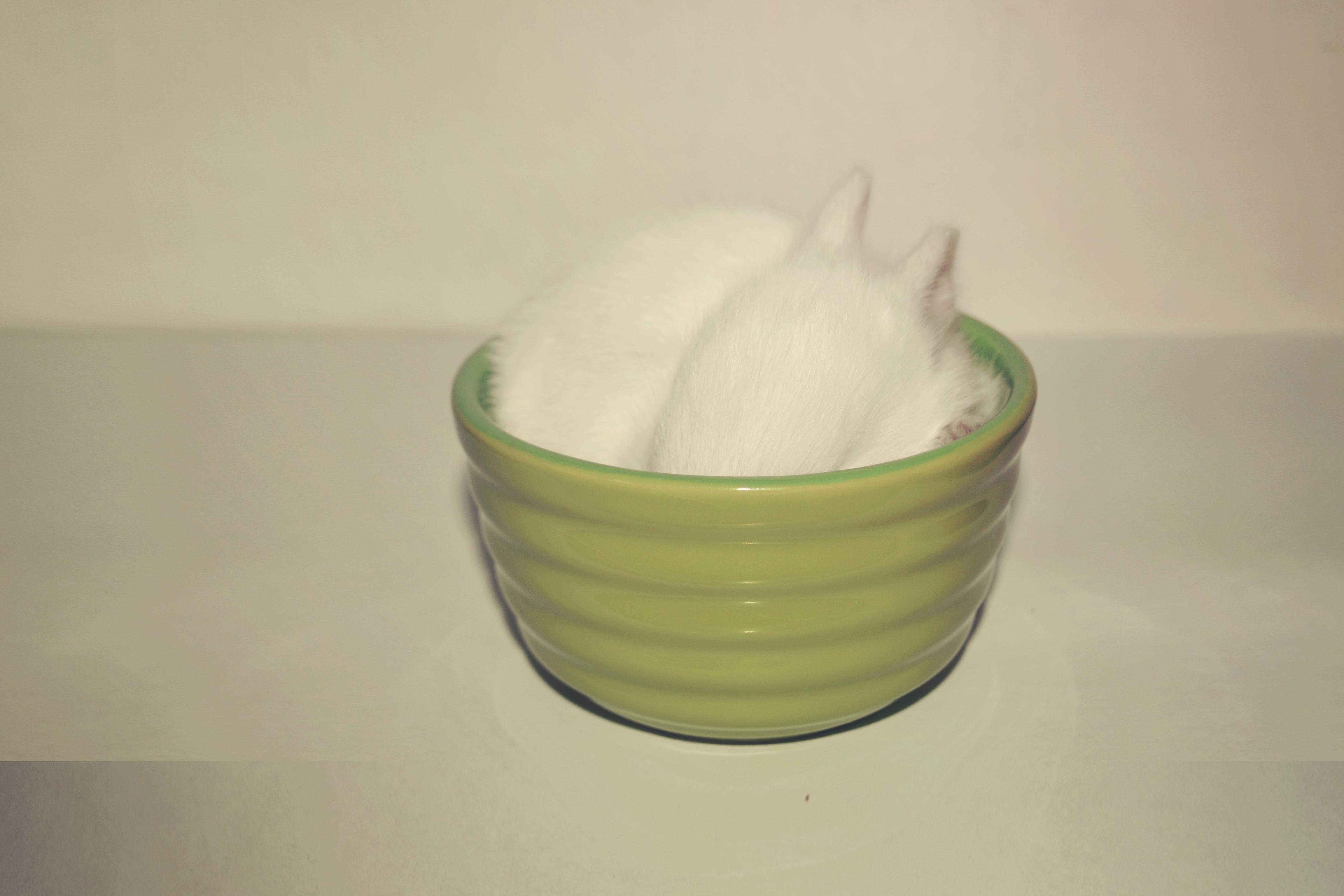 Vanille in a Cup (My Baby Bunny 4)