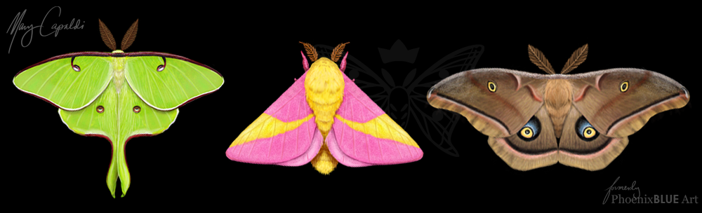 Luna Rosy Maple And Polyphemus Moths By Marycapaldi On Deviantart Luna Rosy Maple And Polyphemus Moths By Marycapaldi On Deviantart