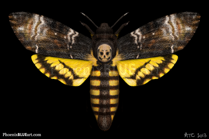 Moth With Skull Pattern Death's-head Hawk Moth by MaryCapaldi on DeviantArt