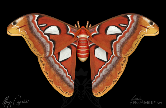 Atlas Moth By Marycapaldi On Deviantart Atlas Moth By Marycapaldi On Deviantart