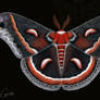 Cecropia Moth