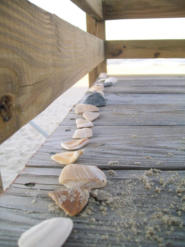Seashells by the Seashore 2