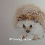 Hedgehog