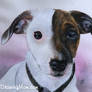Jack Russell