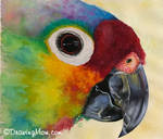 Parrot by DrawingMom