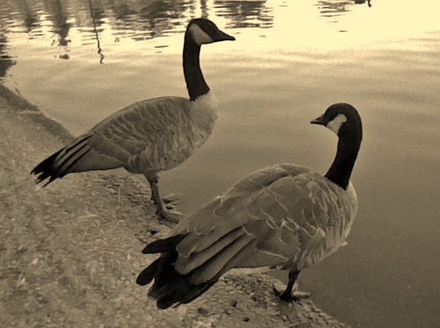 The Geese