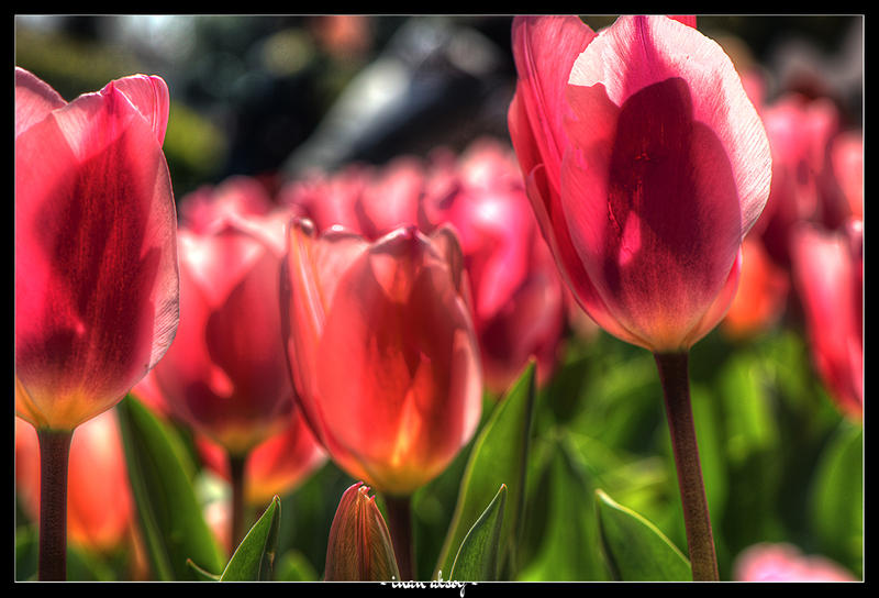 Tulips of Istanbul