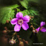 Purple Flowering Raspberries