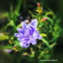 Common Chicory