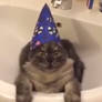 Wizard Cat