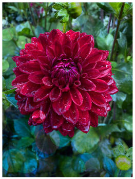 Dahlia and Rain 2