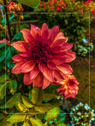 Dahlia and Rain 3