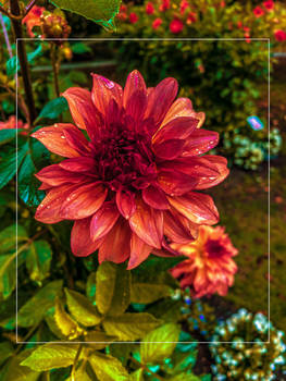 Dahlia and Rain 3