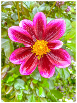 Dahlia and Rain 5