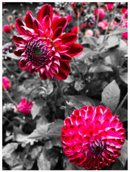 Dahlia Colourkey