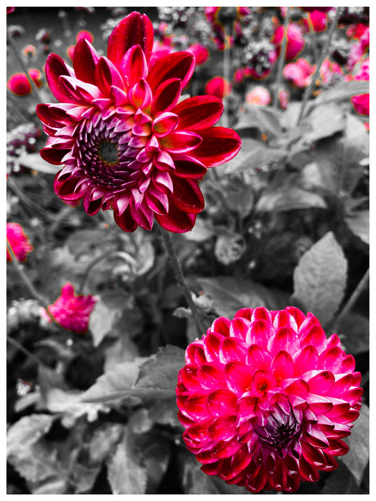 Dahlia Colourkey by Jan-K-Fotografie on DeviantArt