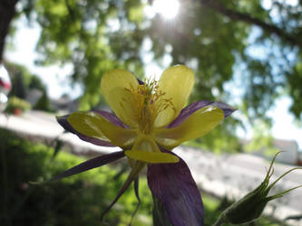 Columbine