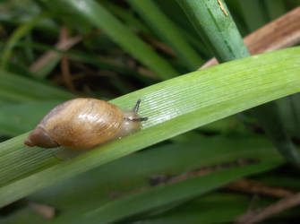 Snail on a Leaf