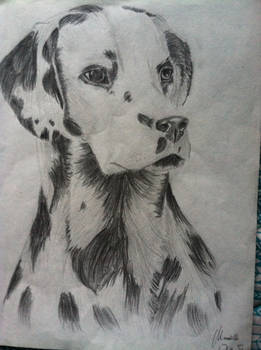 Dalmatian