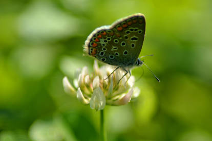 chasing butterflies 3