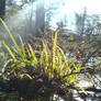 grass and light