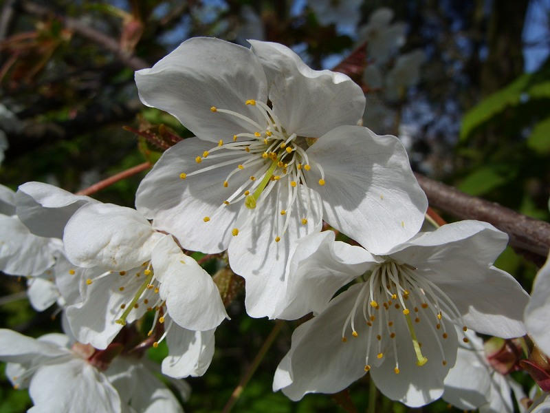 Fleur blanche by Virginie-Pictures on DeviantArt