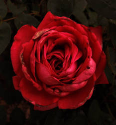 Antique Rose