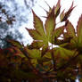 Japanese Maple