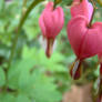 Bleeding hearts