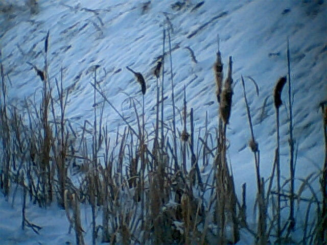 Cattails 2 by AmongTheFirst on DeviantArt