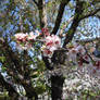 Nanking Cherry Blossom 3