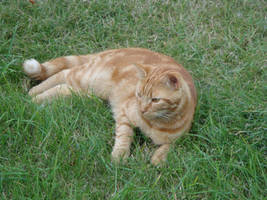 Red Tabby 3