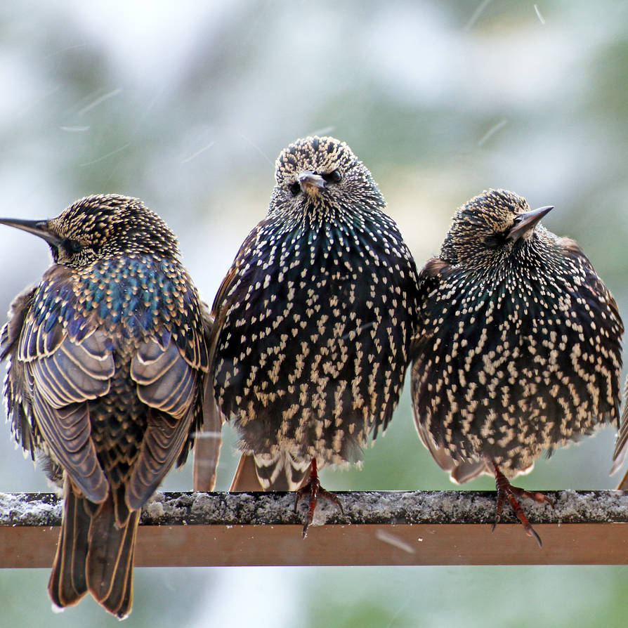 Rust Starlings Starlings by kkurdoglu on DeviantArt