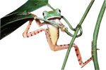 frog png