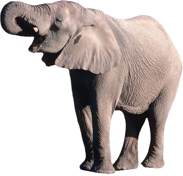 elephant png by DIGITALWIDERESOURCE on DeviantArt