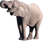 elephant png