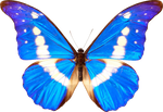 butterfly  png