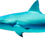 shark png