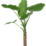 PLANT png