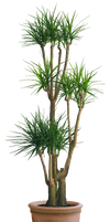 plant png 3